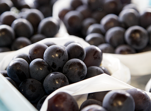 おかやま農業女子のブドウ