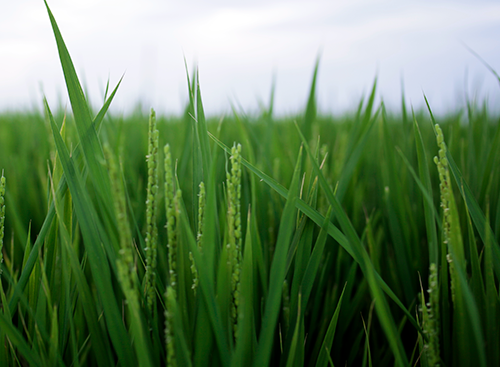 おかやま農業女子のお米