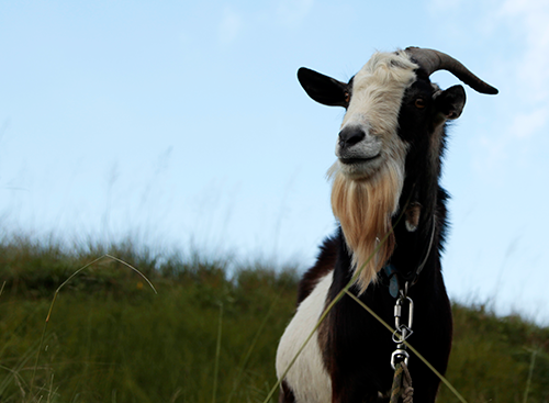 おかやま農業女子のマスコット