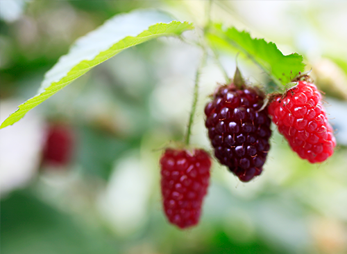 おかやま農業女子のベリー