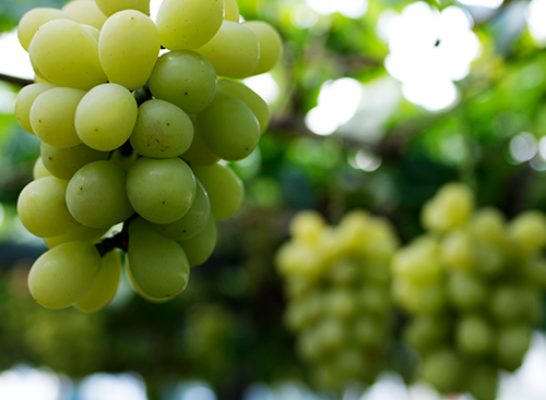 おかやま農業女子のマスカット